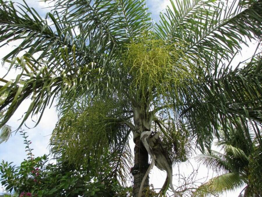 Dypsis madagascariensis — search result for 'Arecaceae'