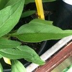 Echinacea angustifolia