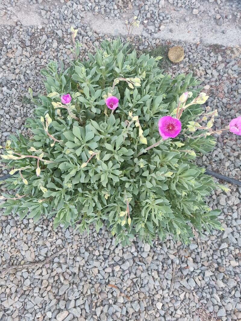 Cistanthe grandiflora leaf
