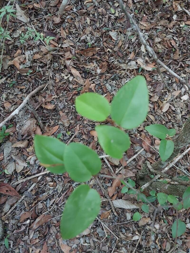 Croton hildebrandtii — houseplant care guide