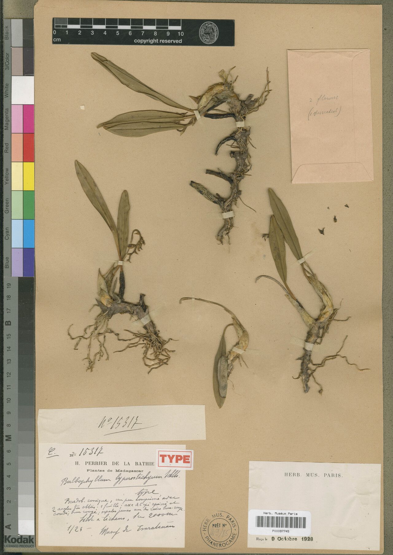 Bulbophyllum lyperostachyum — houseplant care guide