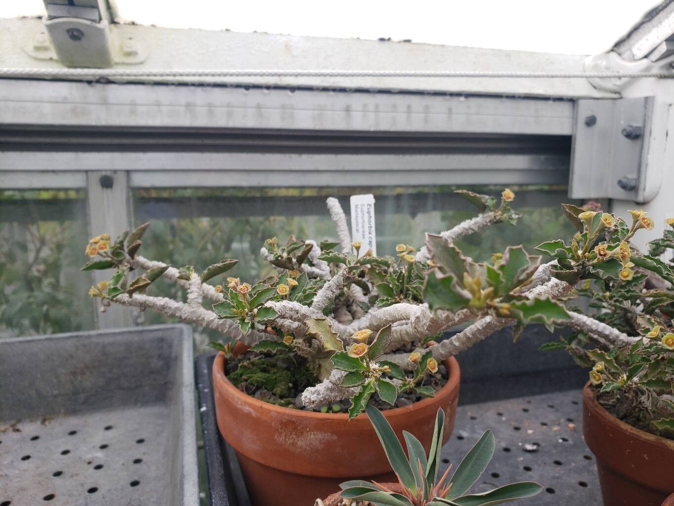 Euphorbia cap-saintemariensis habit