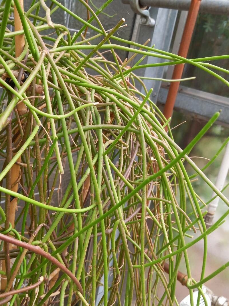 Cynanchum viminale bark