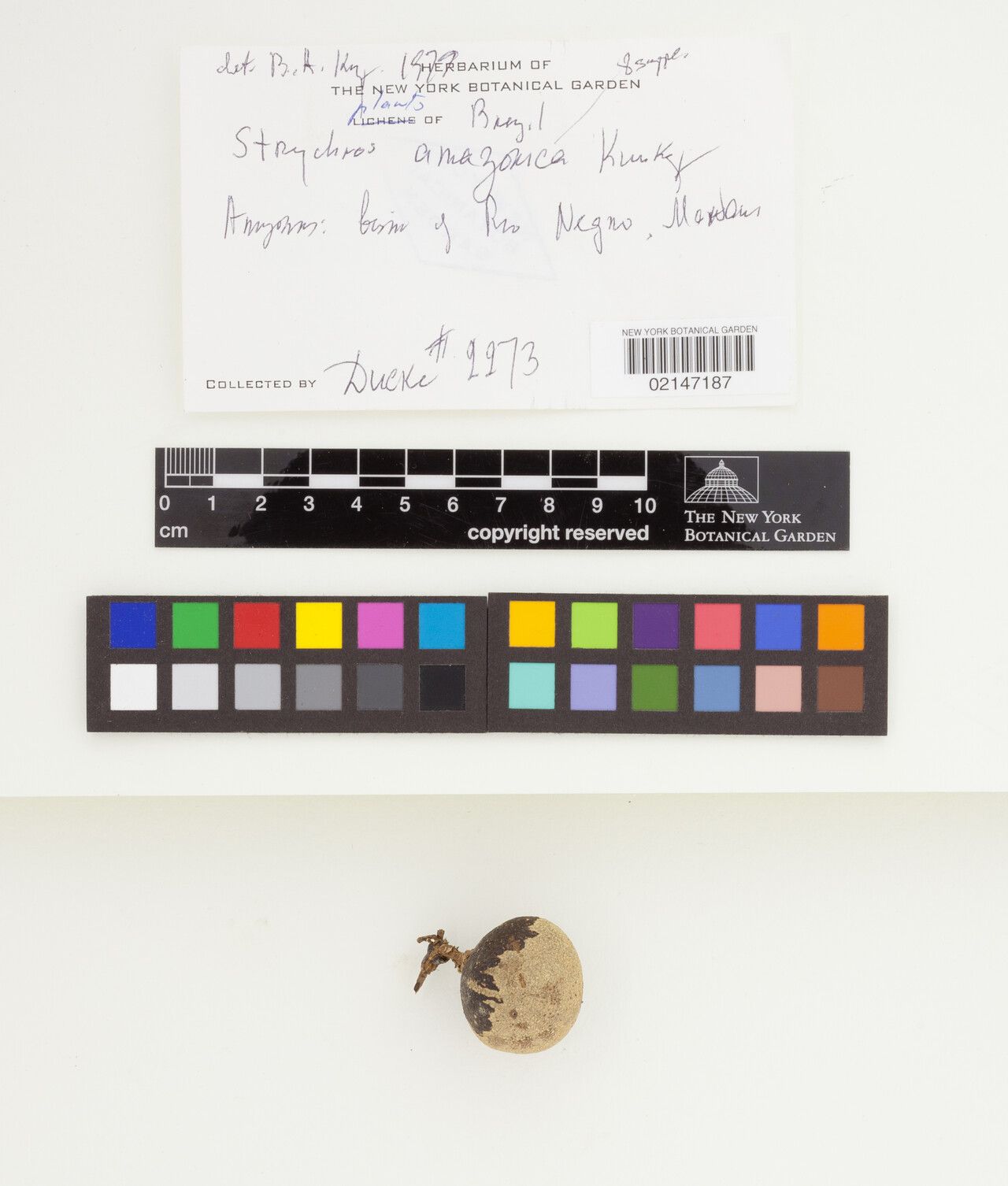 Strychnos amazonica fruit