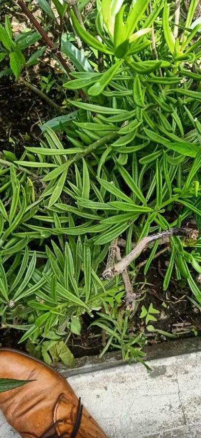 Podocarpus novae-caledoniae — search result for 'Podocarpus'