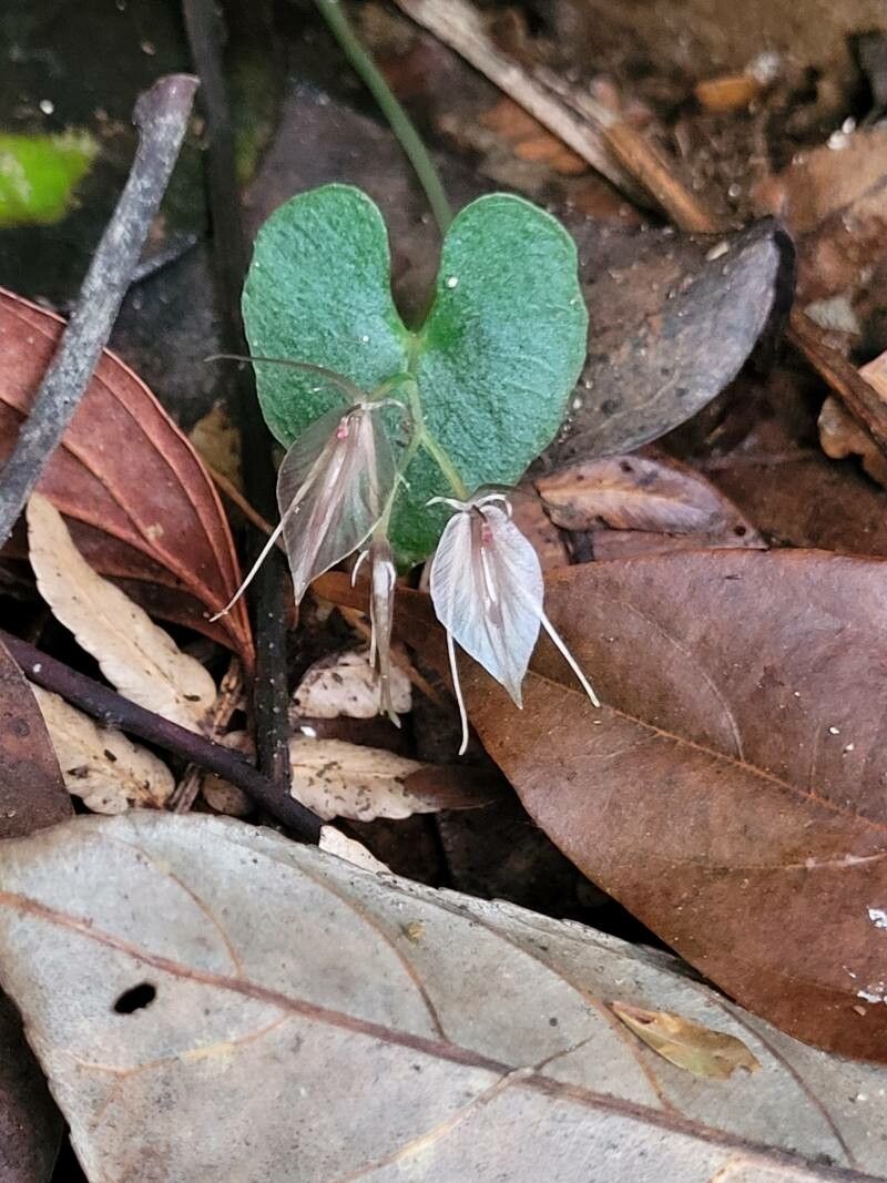 Acianthus macroglossus — houseplant care guide