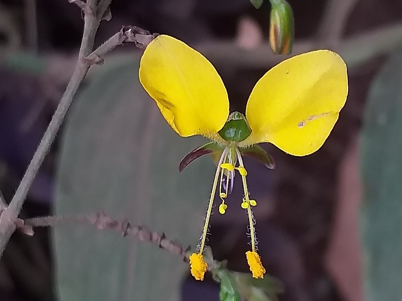 Aneilema aequinoctiale flower