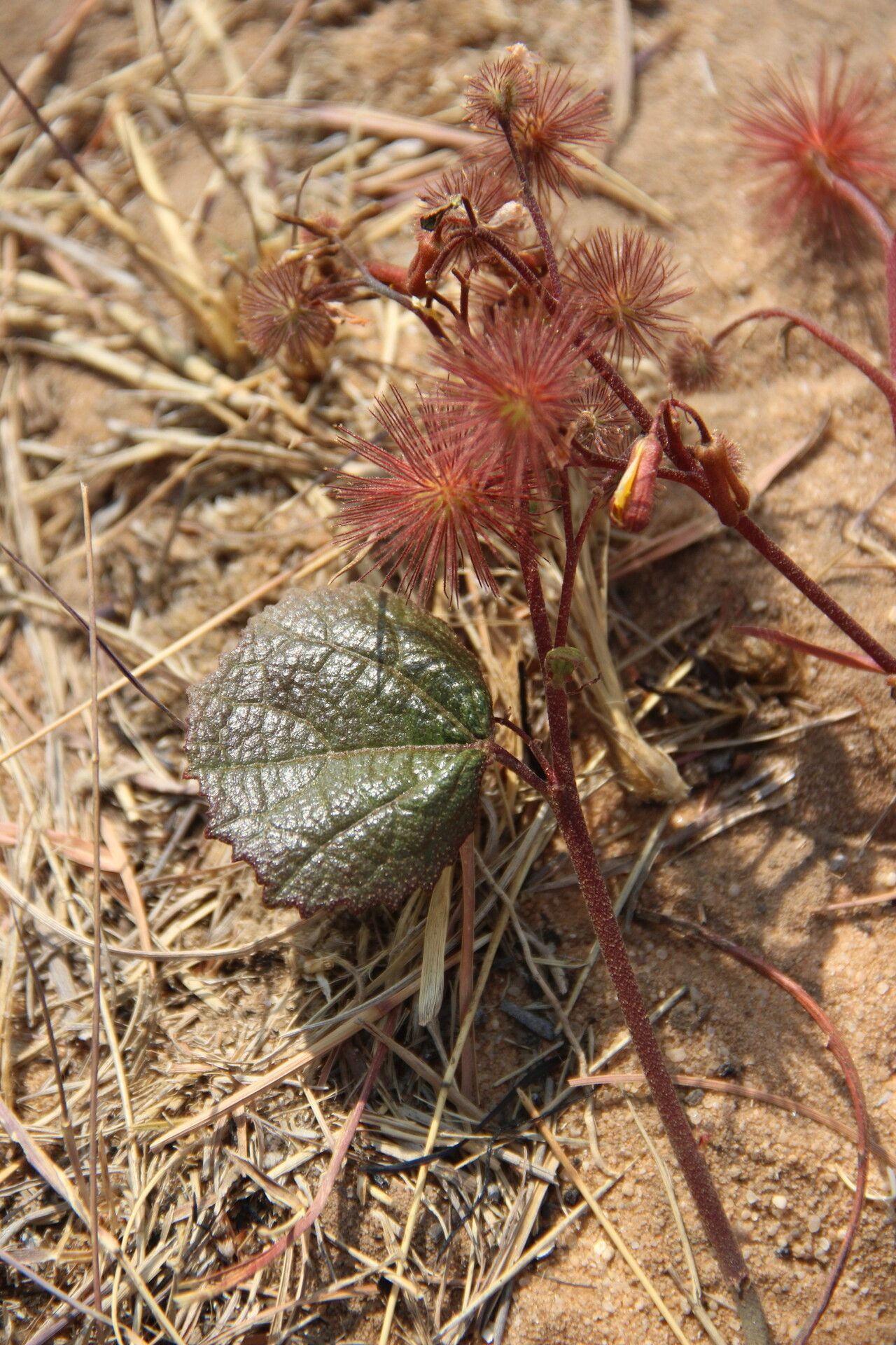 Triumfetta geoides habit