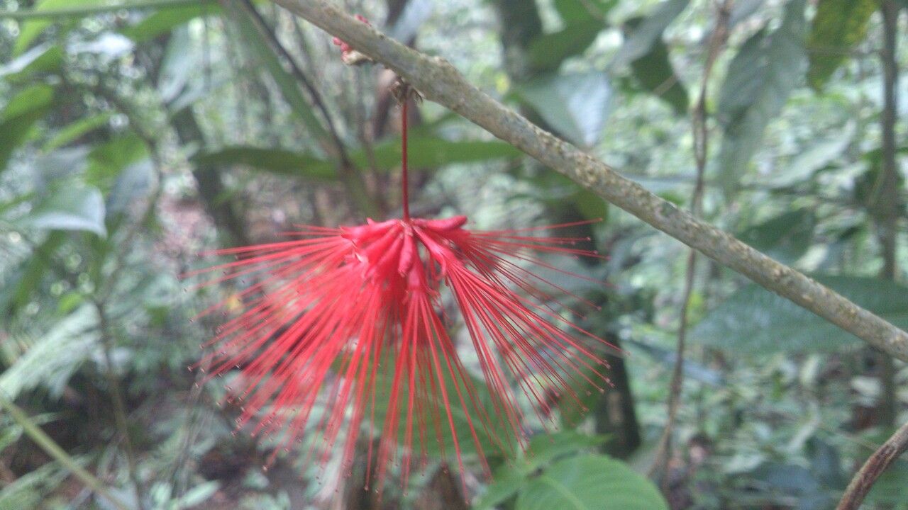 Calliandra brenesii flower