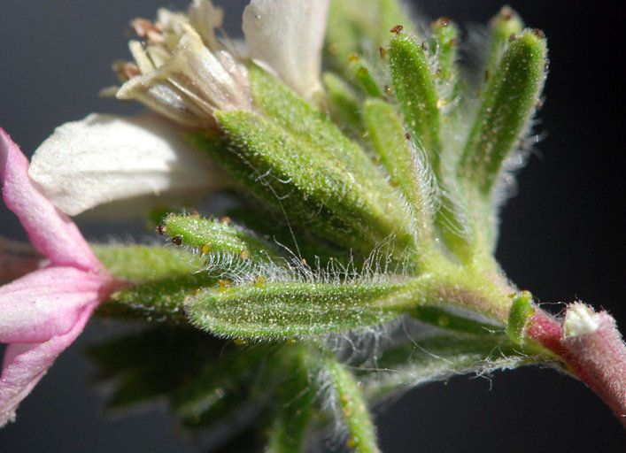 Calycadenia mollis flower