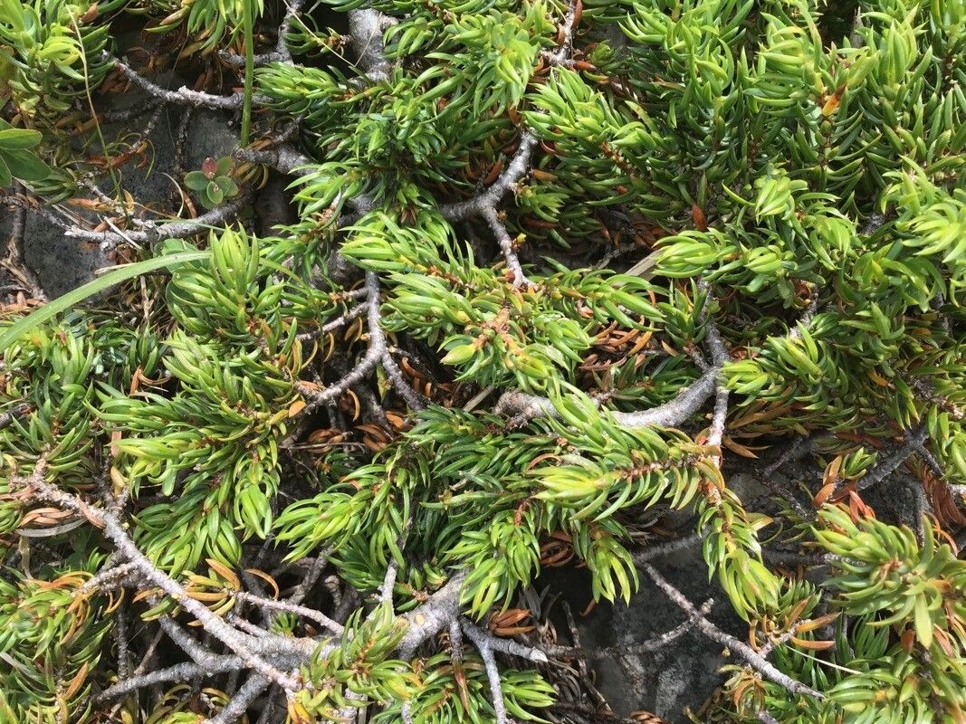 Thymelaea calycina leaf