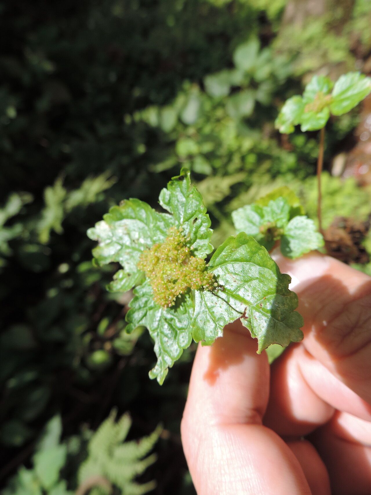 Pilea tetraphylla — search result for 'Pilea'