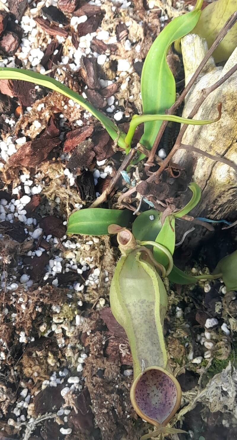 Nepenthes tobaica habit