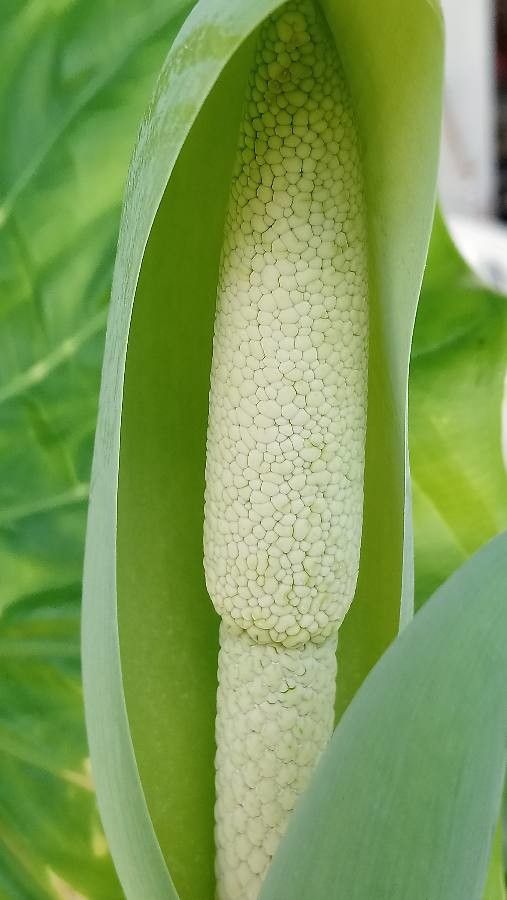 Alocasia odora flower