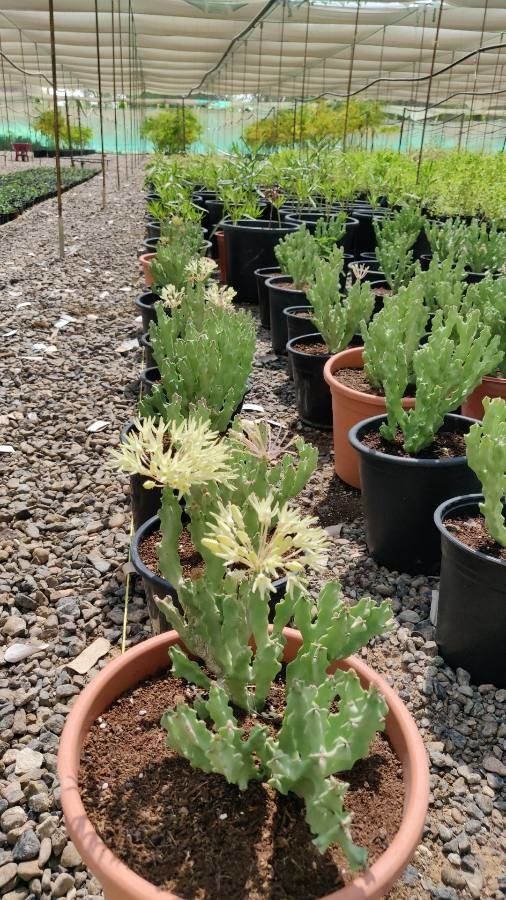 Caralluma arabica flower