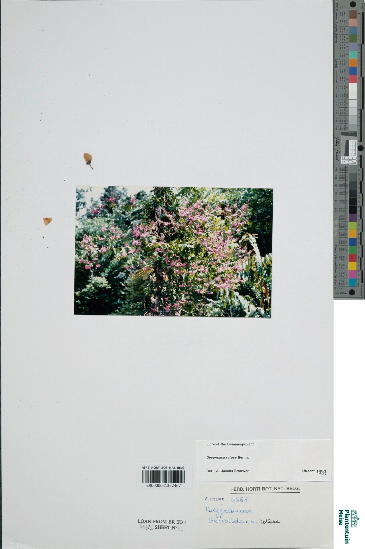 Securidaca retusa habit