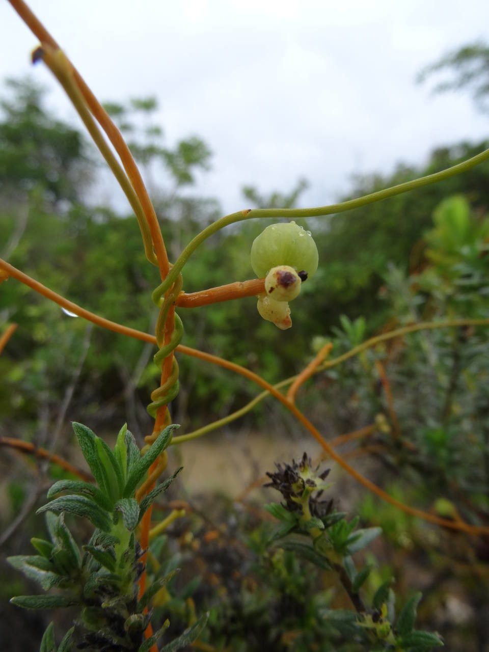 Cuscuta americana flower