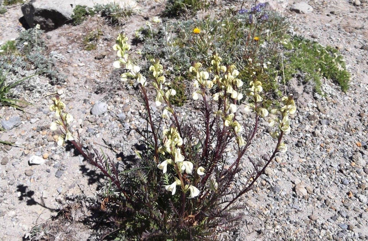 Pedicularis contorta habit