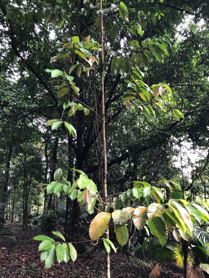 Dipterocarpus sublamellatus habit