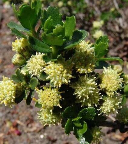 Nidorella ivifolia — houseplant care guide