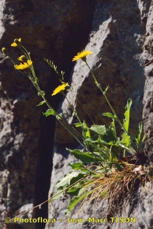 Hieracium ardissonei habit