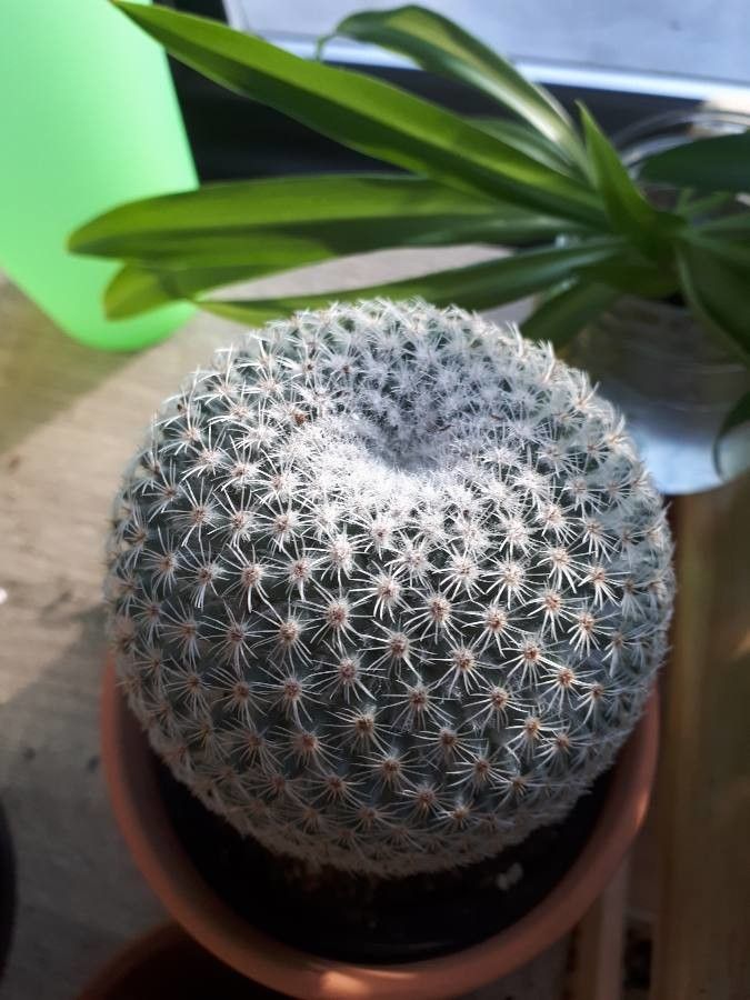 Mammillaria perbella leaf