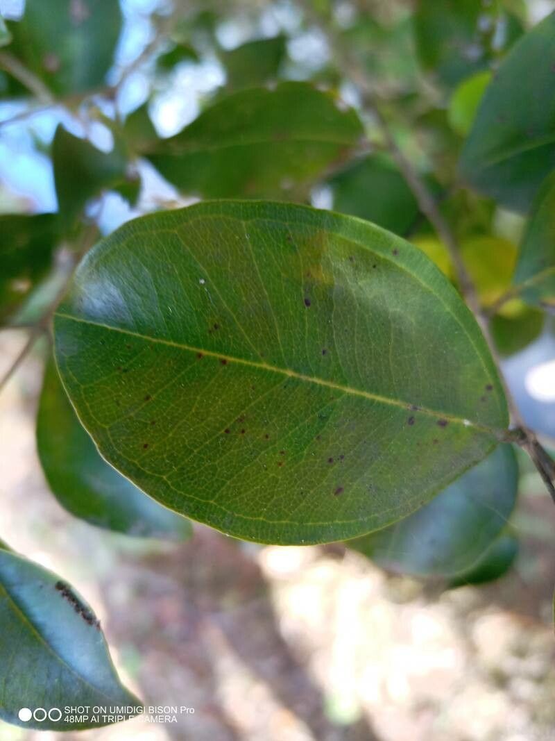 Rhodamnia dumicola — related species from the same genus