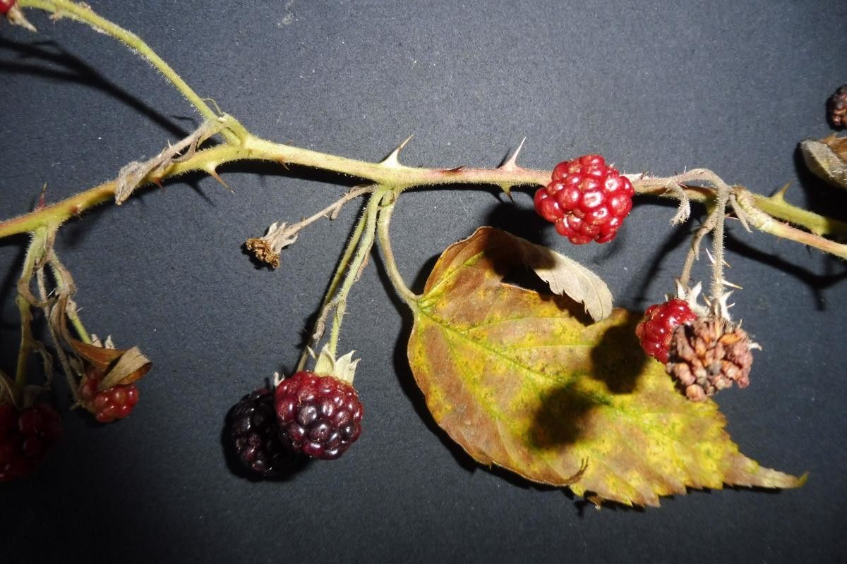 Rubus pedatifolius fruit