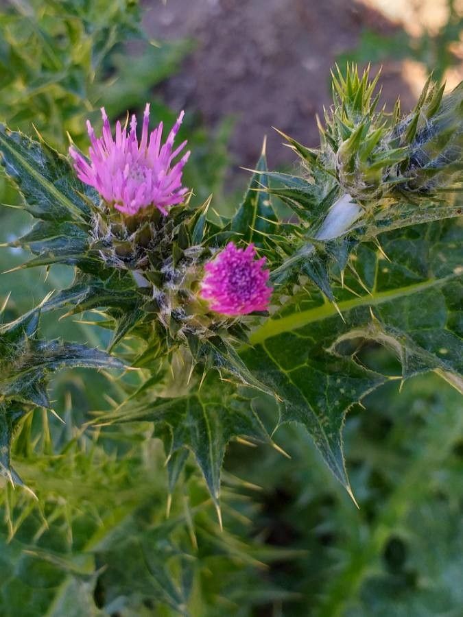 Carduus pycnocephalus flower