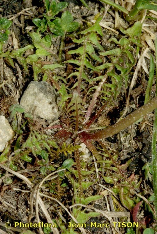 Taraxacum parnassicum habit