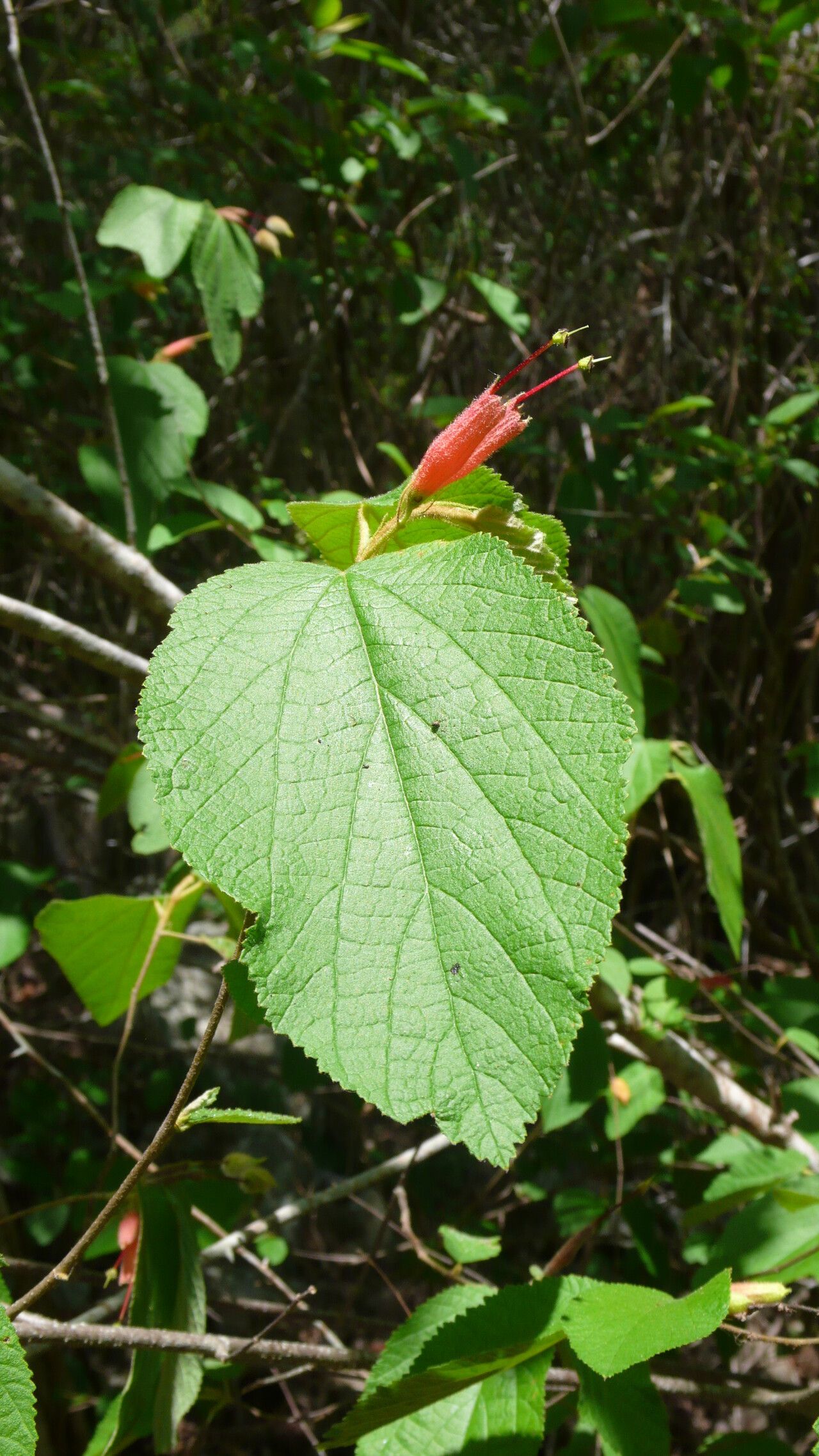Helicteres heptandra flower