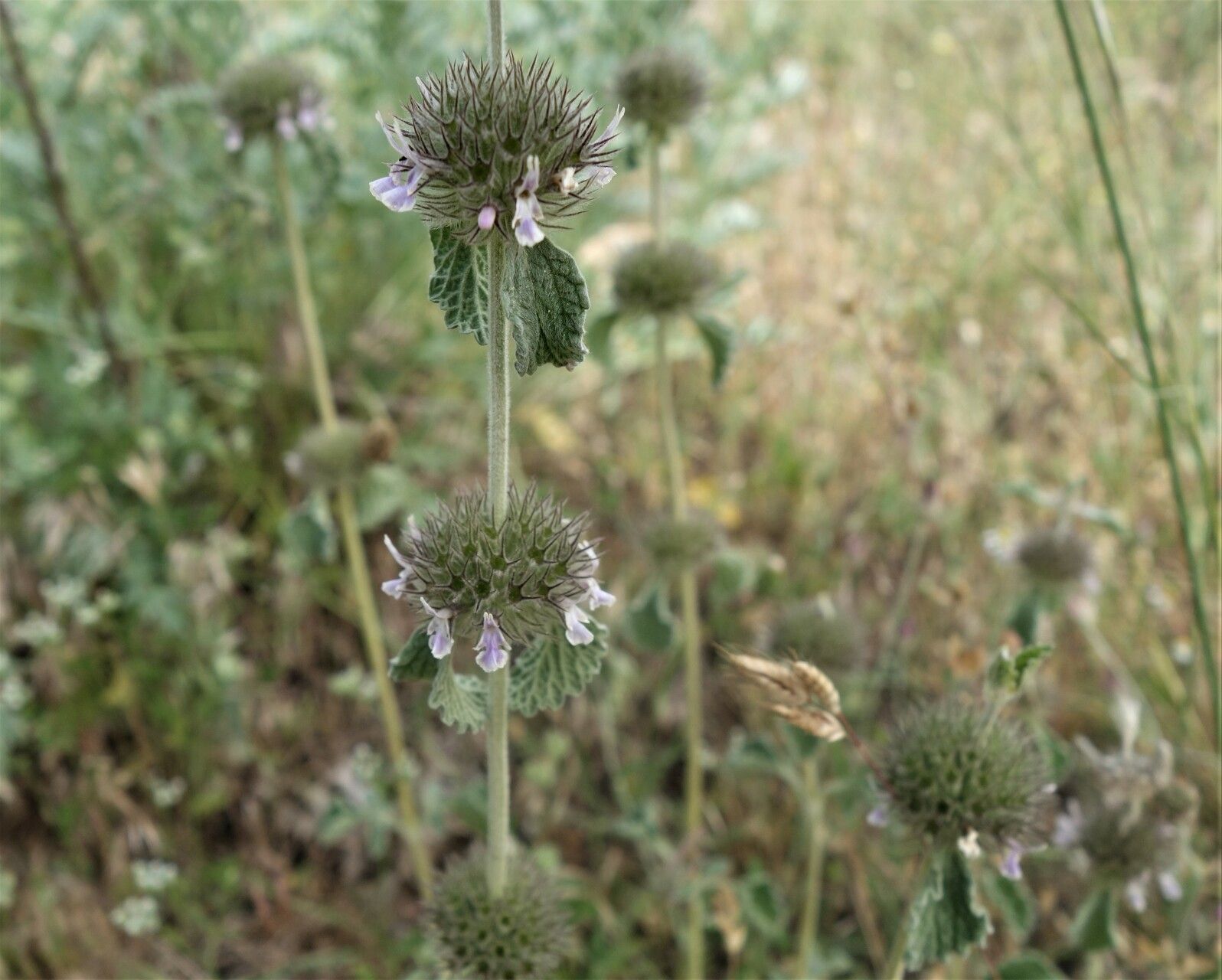 Marrubium supinum flower