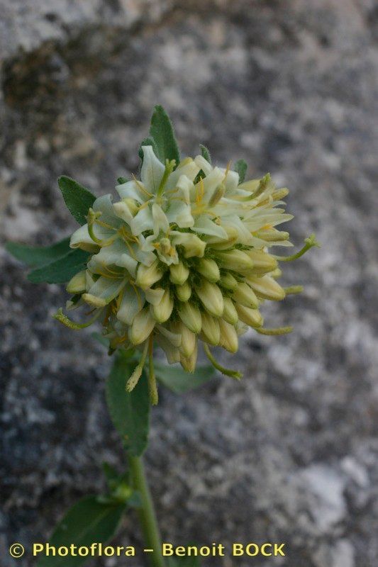 Campanula petraea fruit