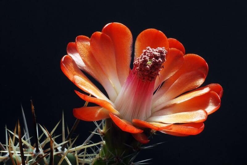 Echinocereus arizonicus flower