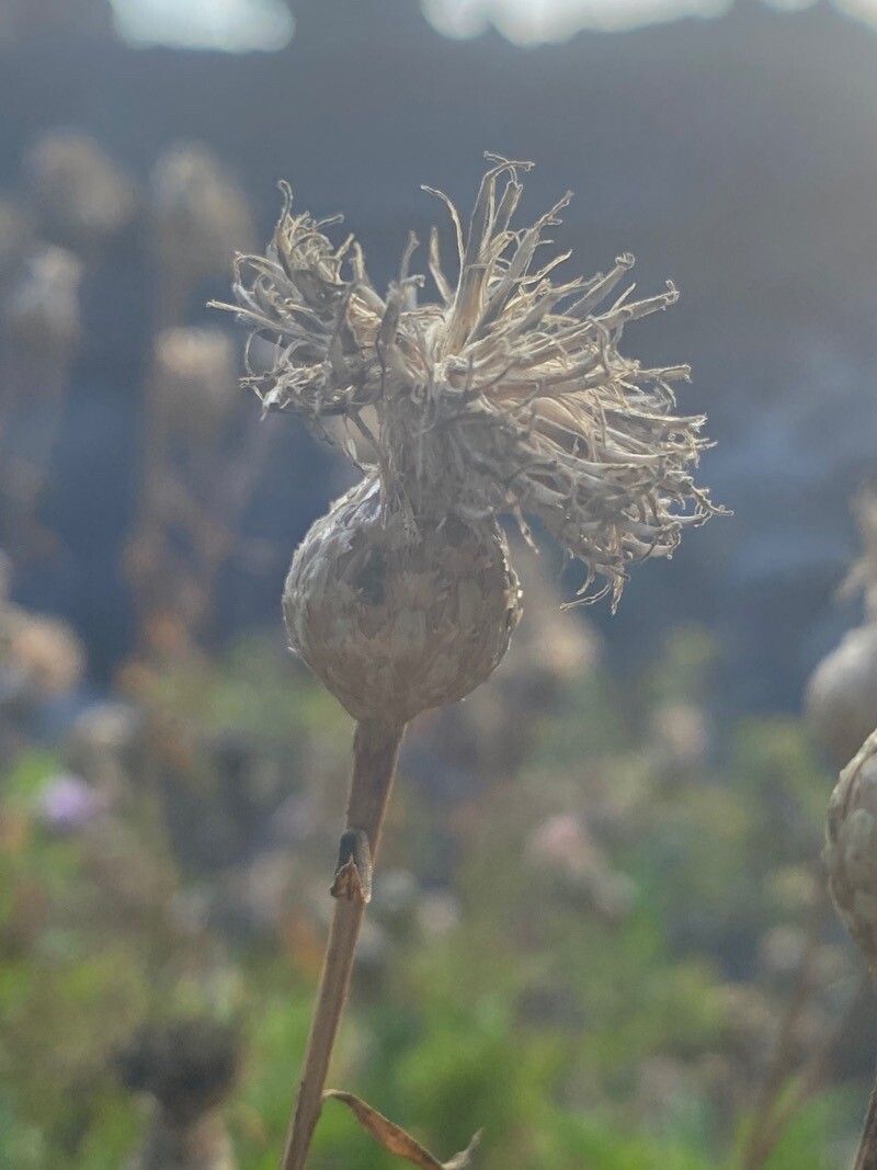 Cheirolophus junonianus fruit