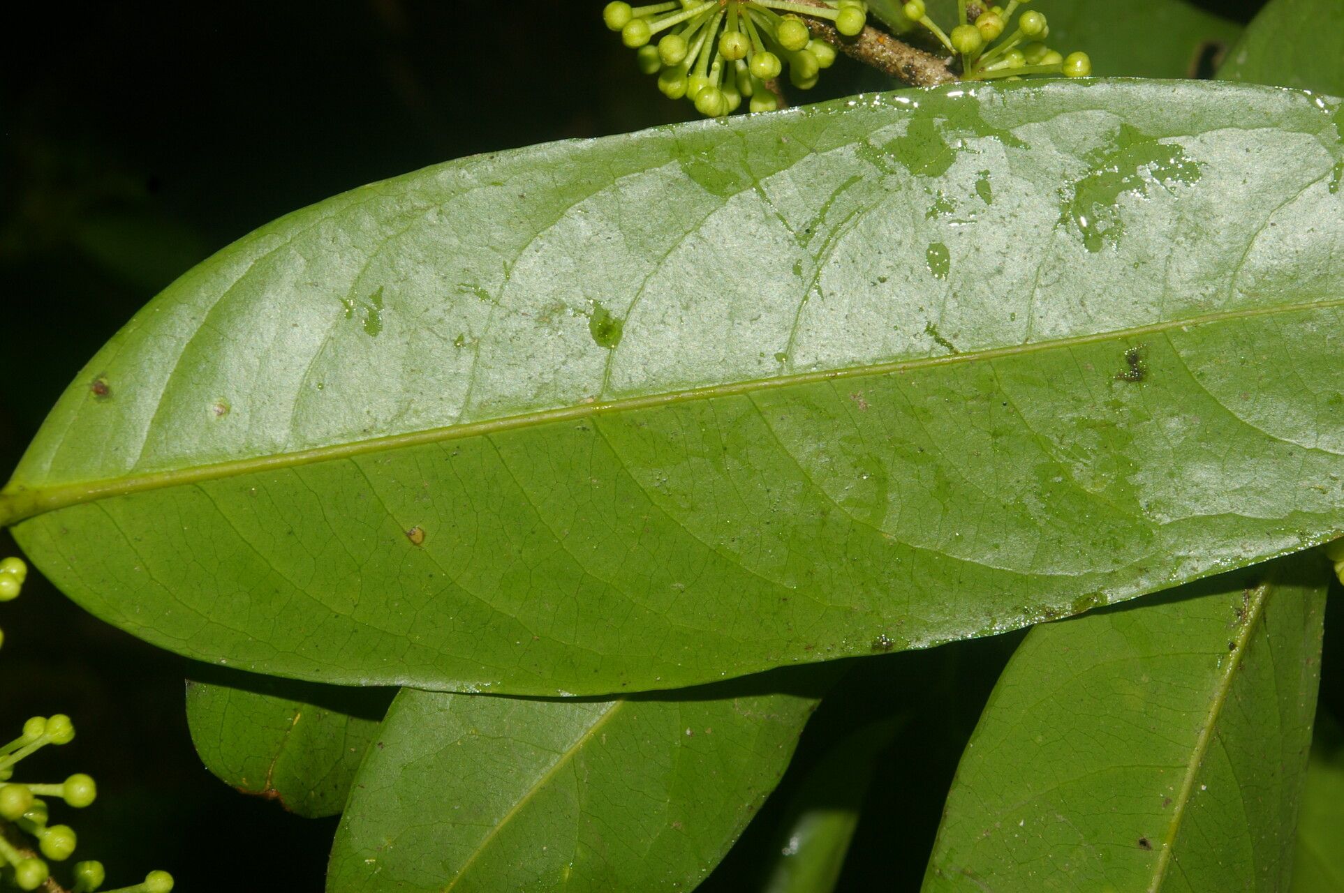 Drypetes standleyi leaf