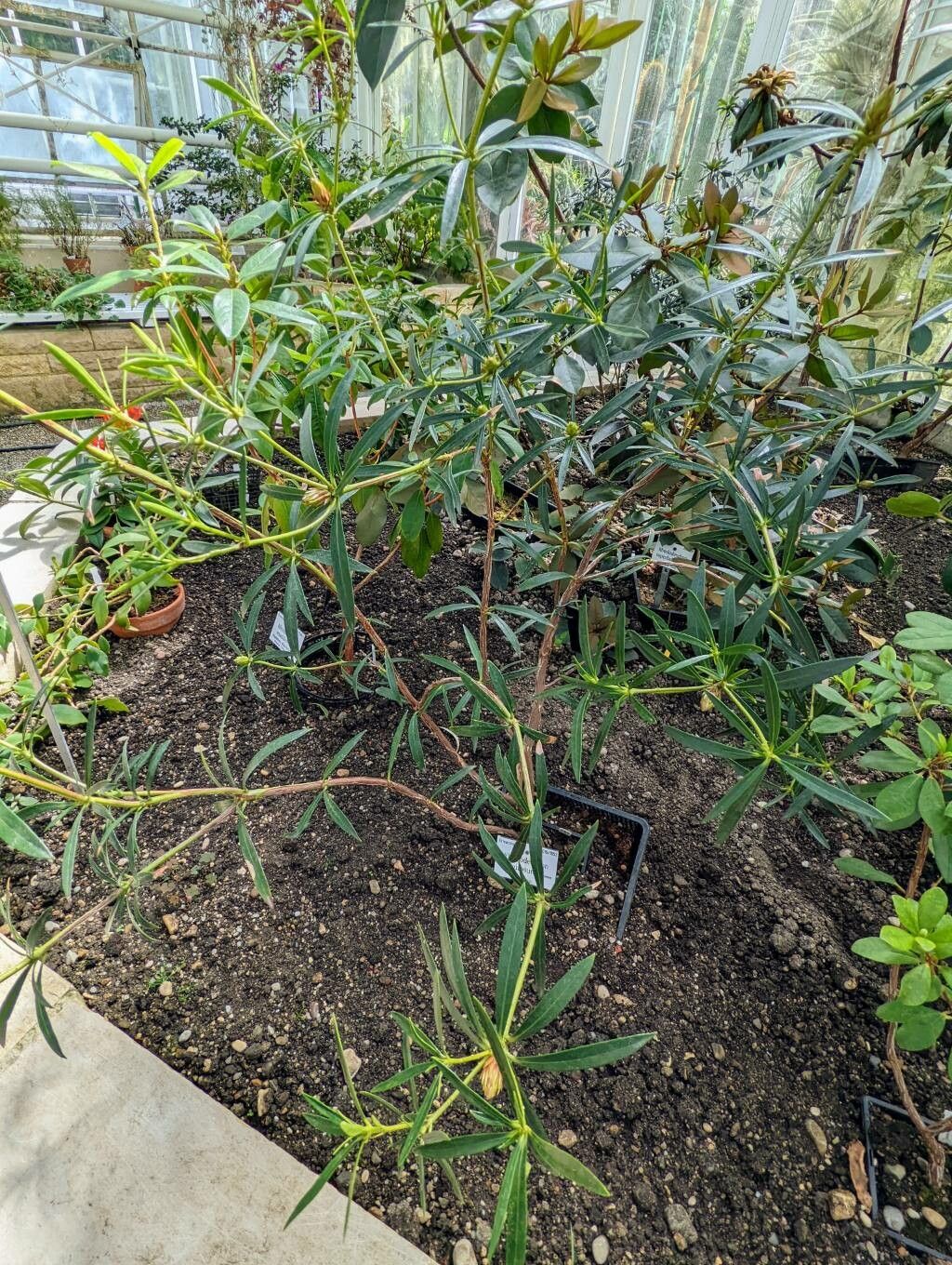Rhododendron nervulosum habit