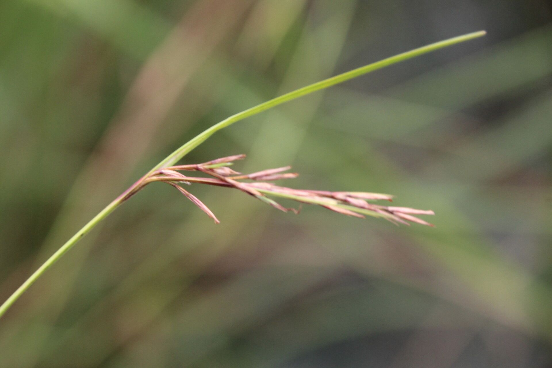 Scleria nyasensis flower