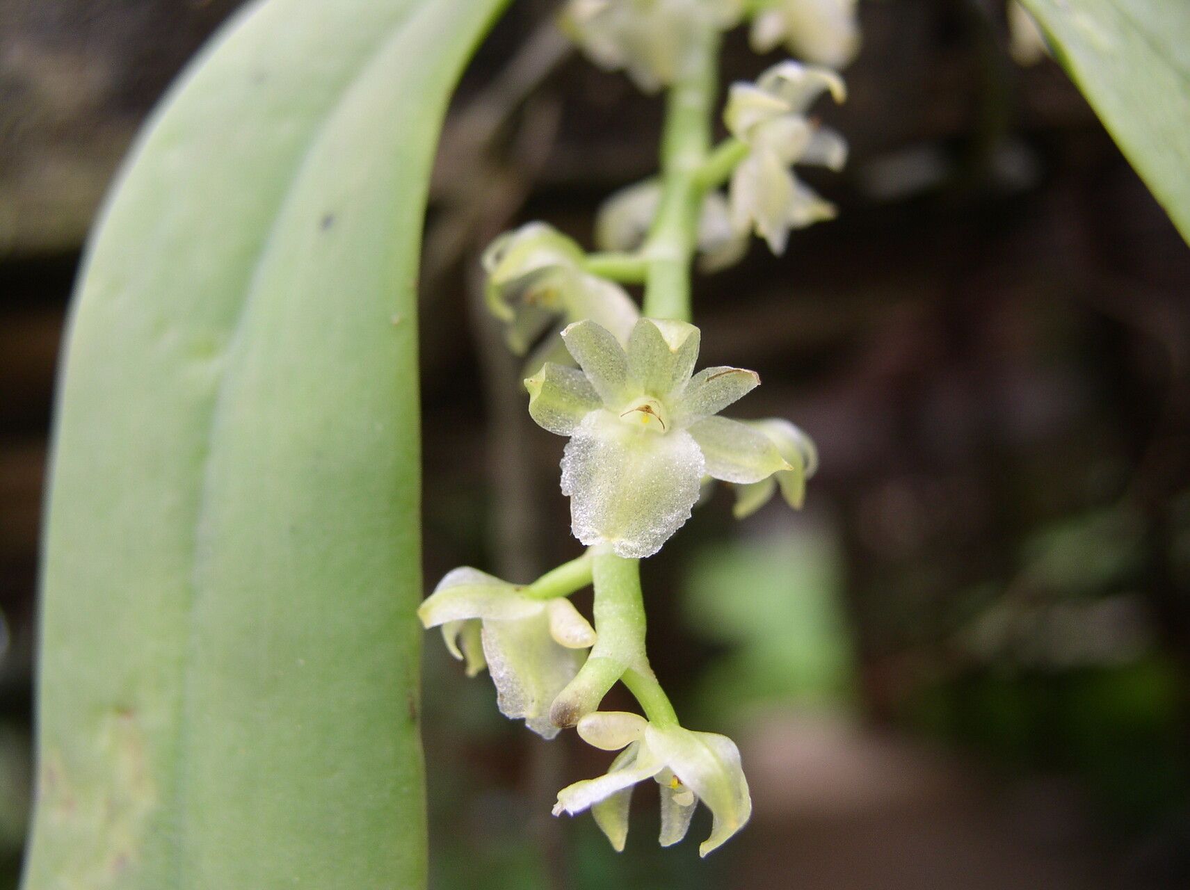 Diaphananthe suborbicularis — houseplant care guide