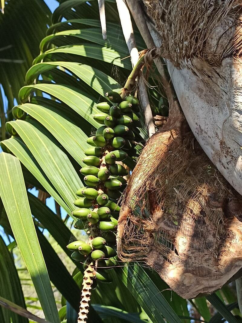 Howea belmoreana fruit