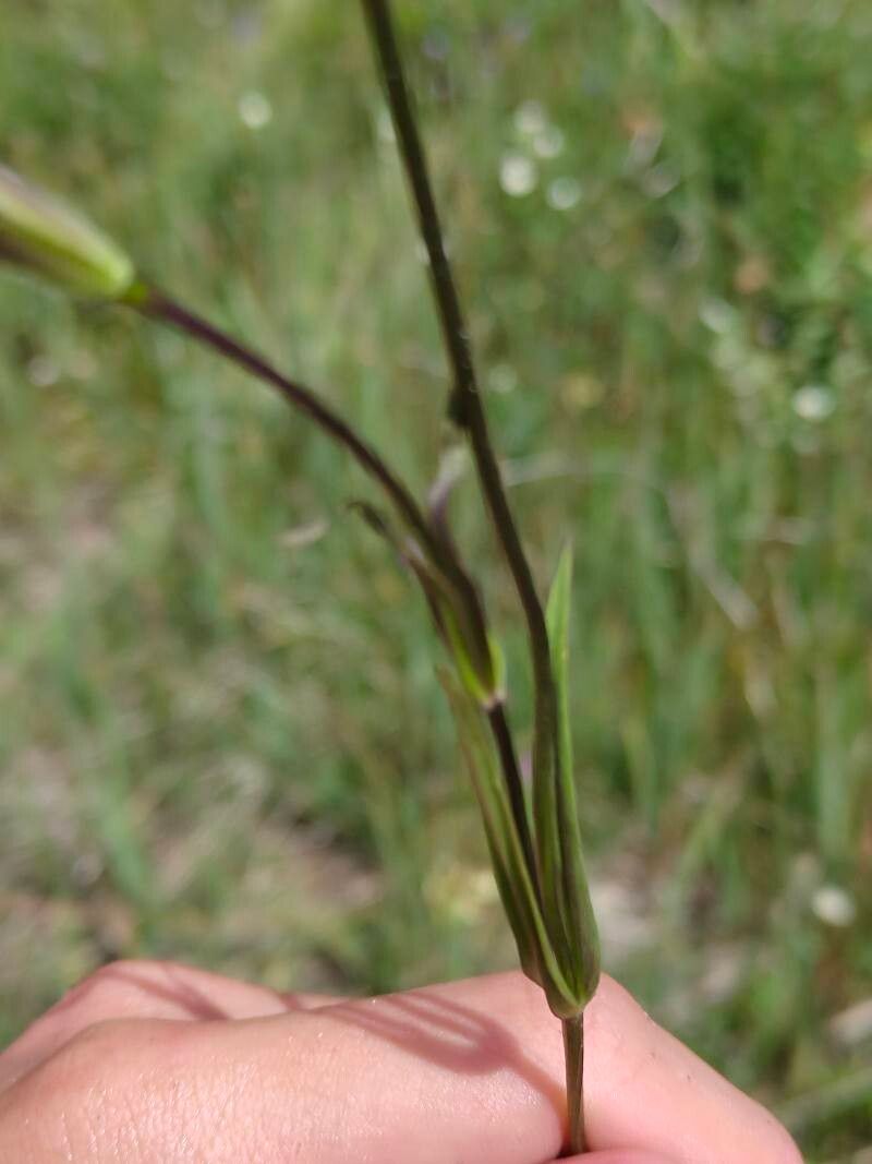 Gentianopsis barbata leaf
