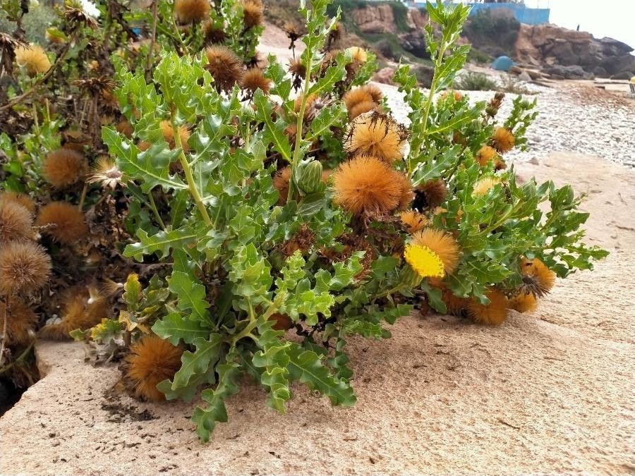 Warionia saharae flower