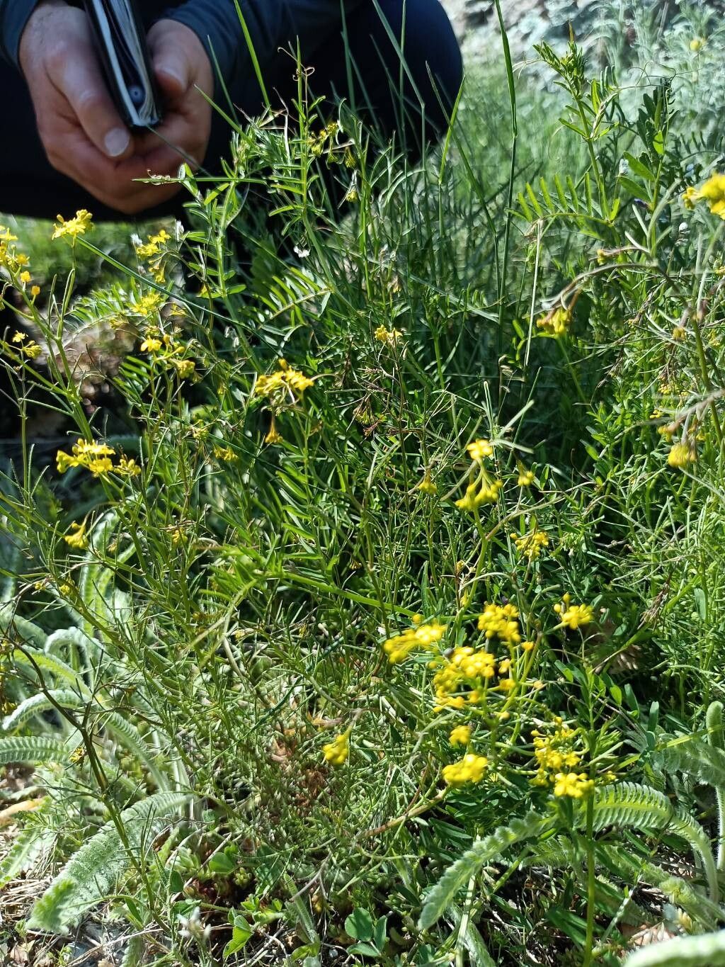 Rorippa thracica — search result for 'Rorippa'