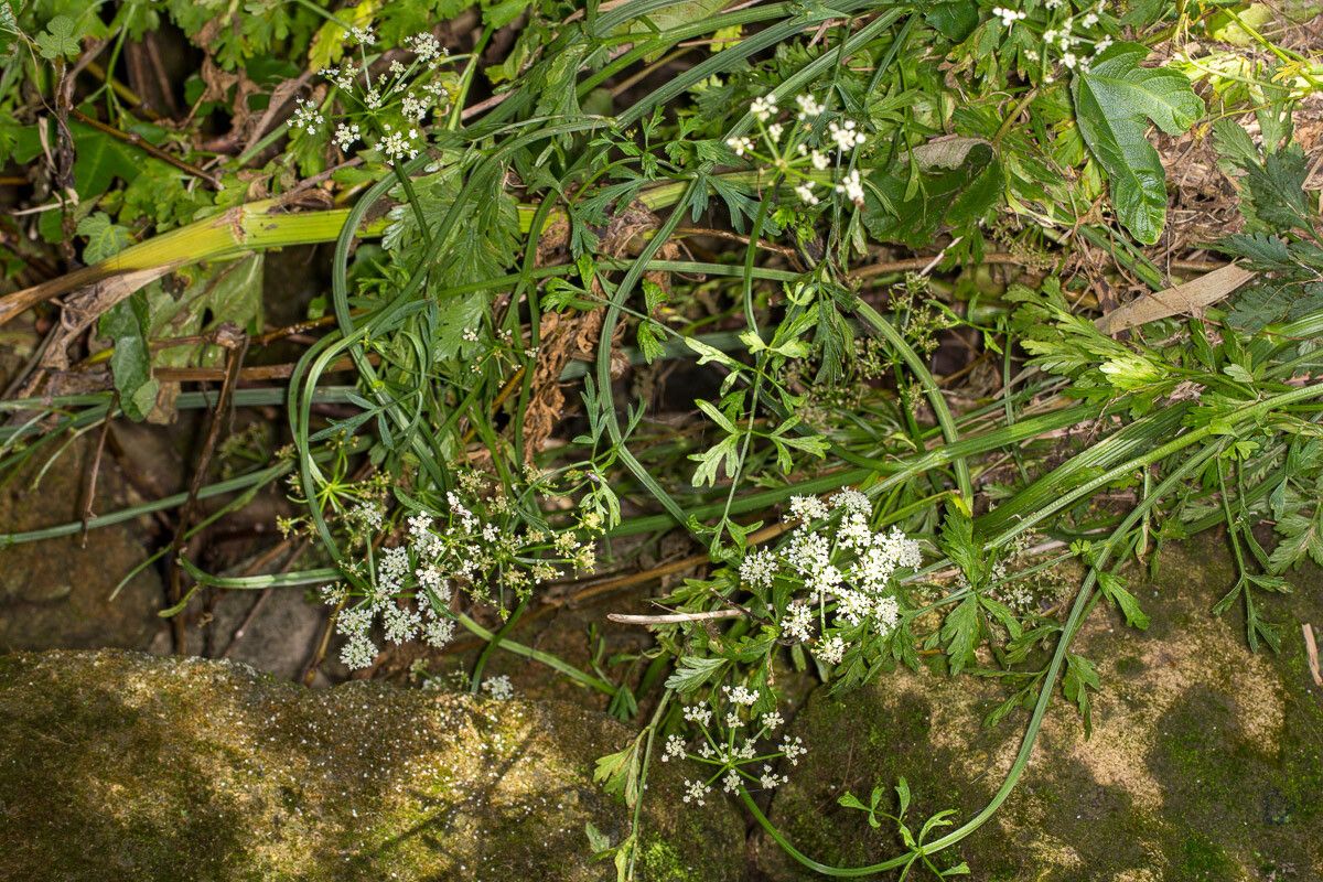 Oenanthe aquatica flower