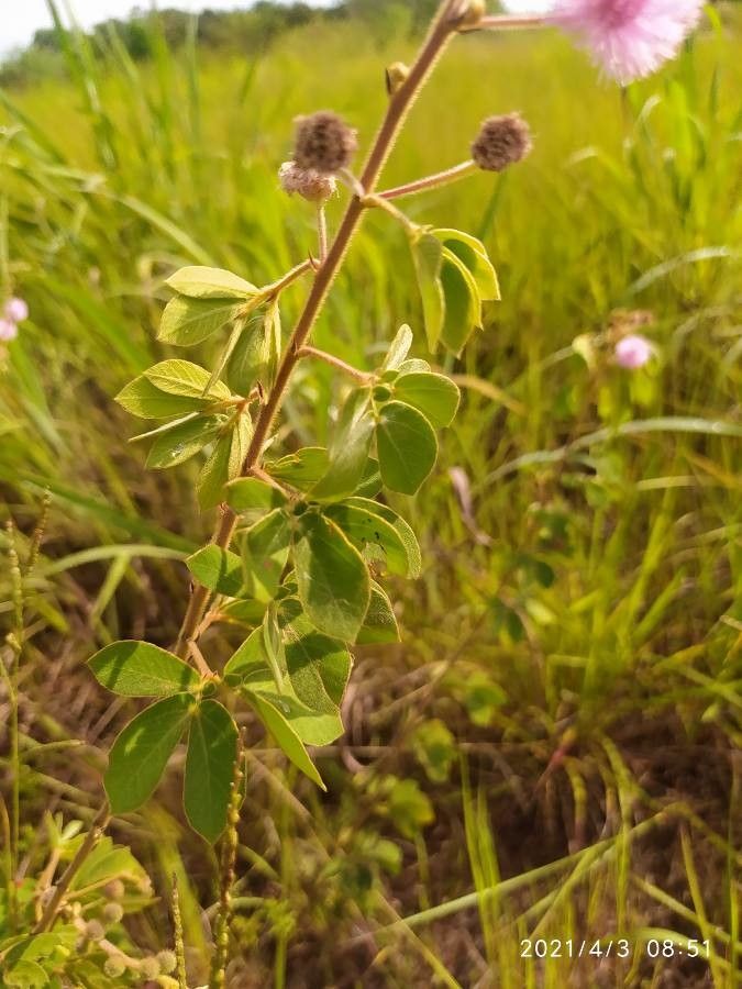 Mimosa albida leaf