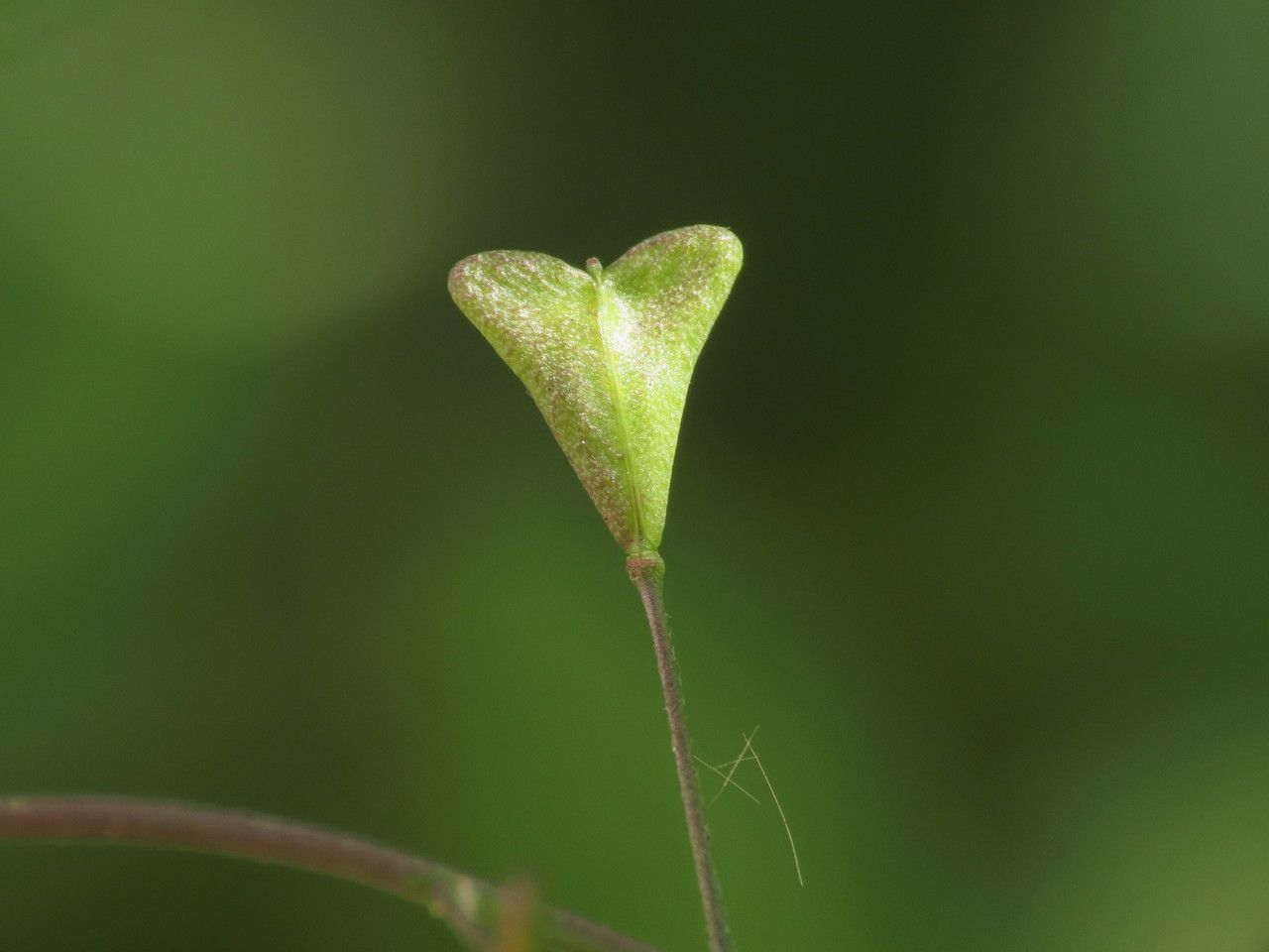 Capsella rubella fruit