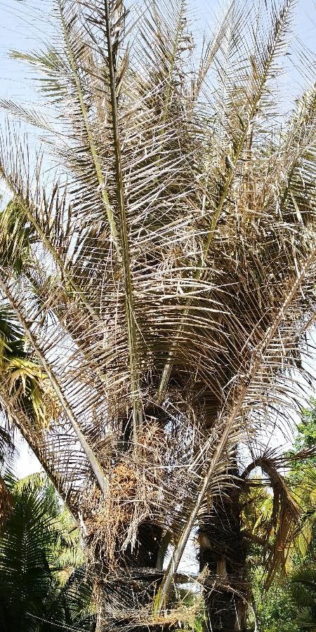 Arenga pinnata — houseplant care guide