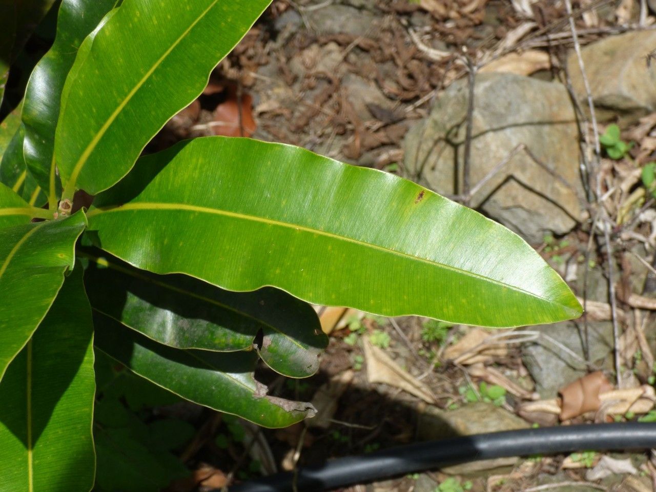 Calophyllum inophyllum — search result for 'Malaysia'