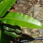 Calophyllum inophyllum