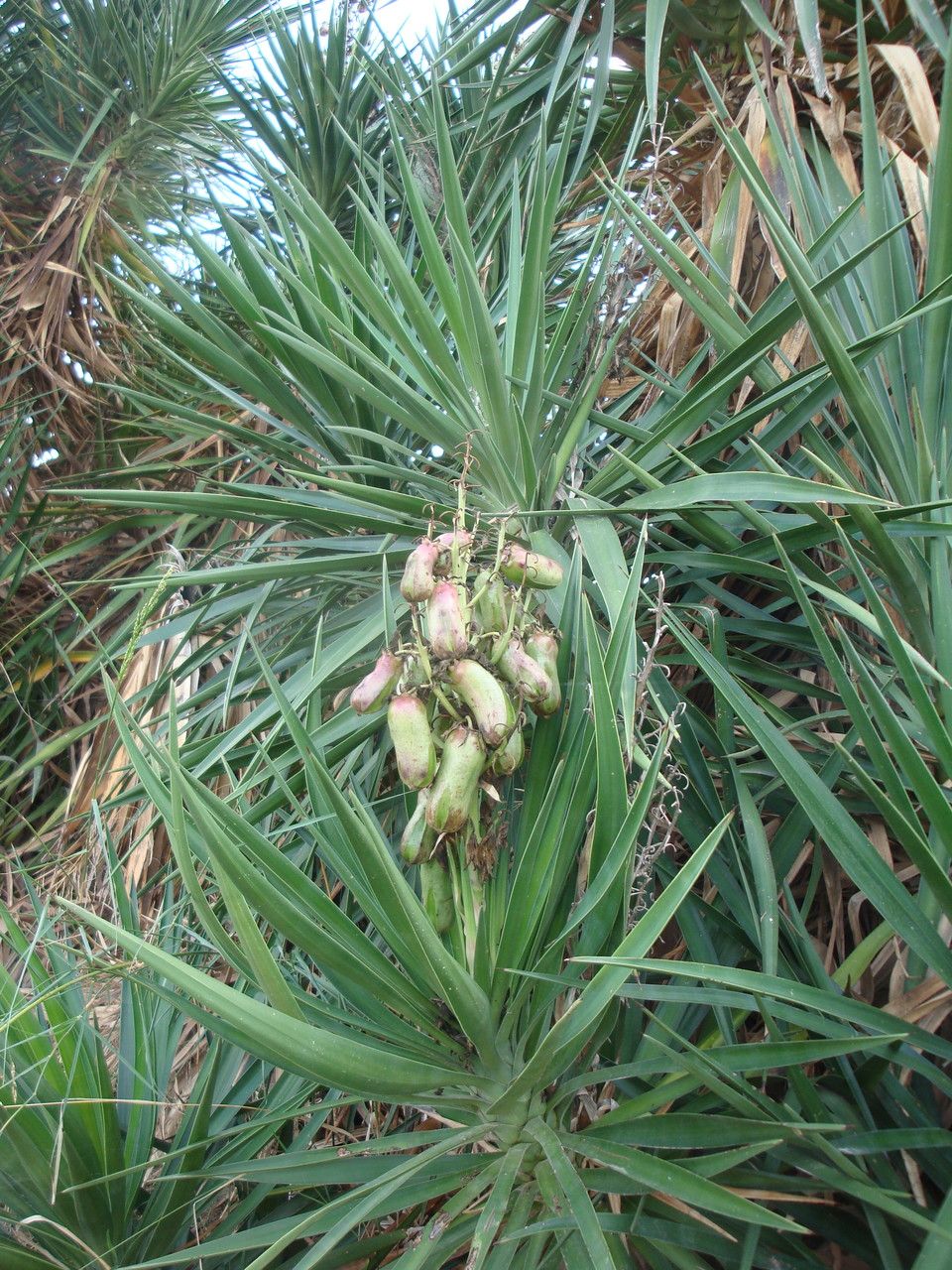Yucca elephantipes fruit